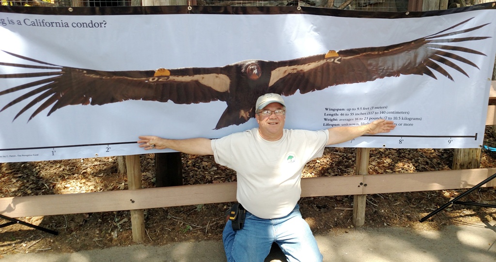 The wing span of a California Condor, amazing!